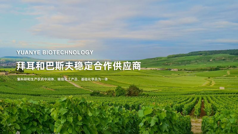国内CDMO公司崛起，揭秘十大品牌背后的实力与挑战