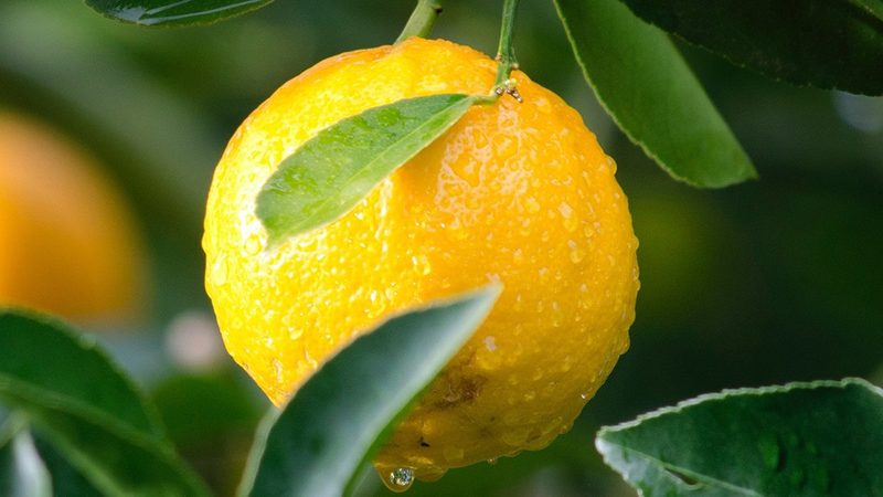 细胞培养液配制：细节决定成败**
